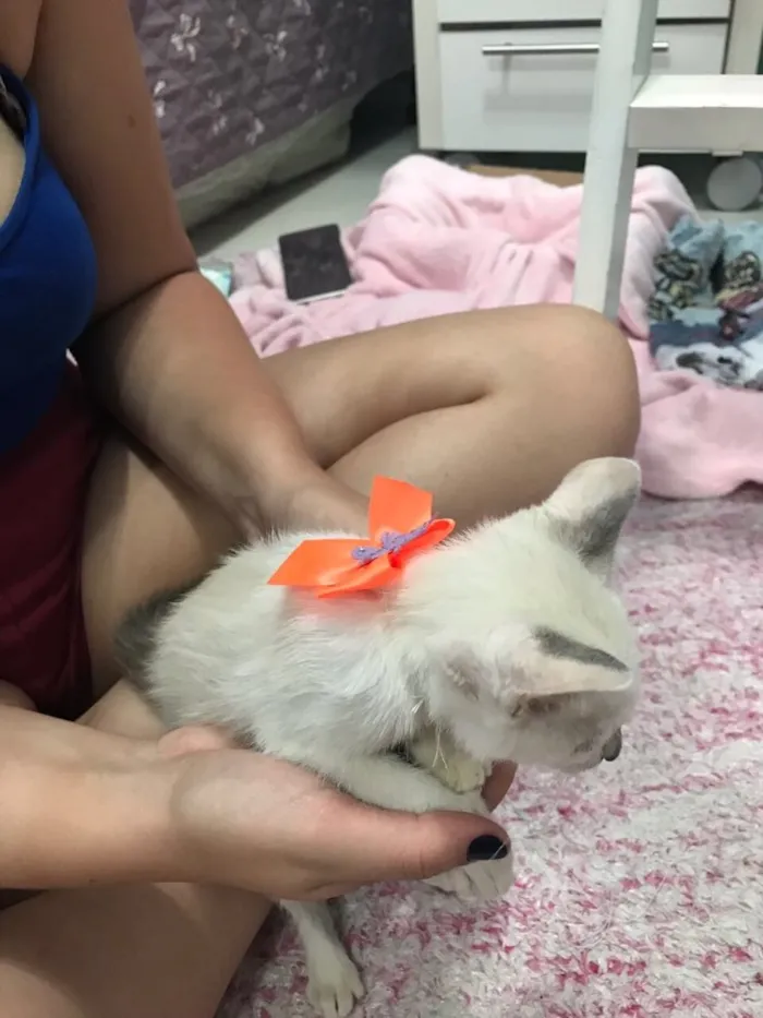 Gato ra a SRD (sem raça definida)  idade 2 a 6 meses nome Maria Eugênia 