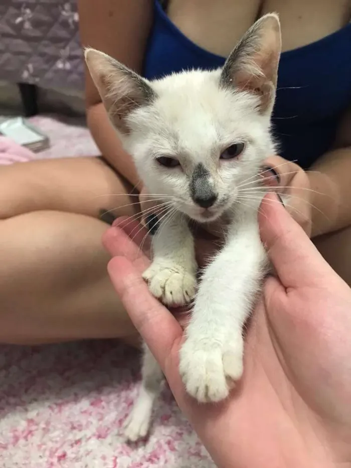 Gato ra a SRD (sem raça definida)  idade 2 a 6 meses nome Maria Eugênia 