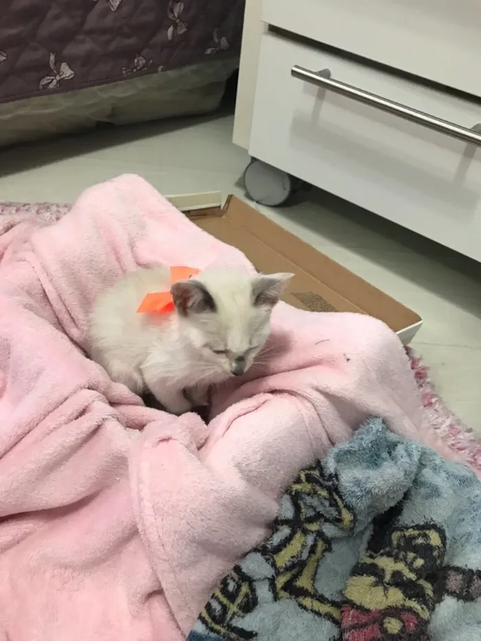 Gato ra a SRD (sem raça definida)  idade 2 a 6 meses nome Maria Eugênia 