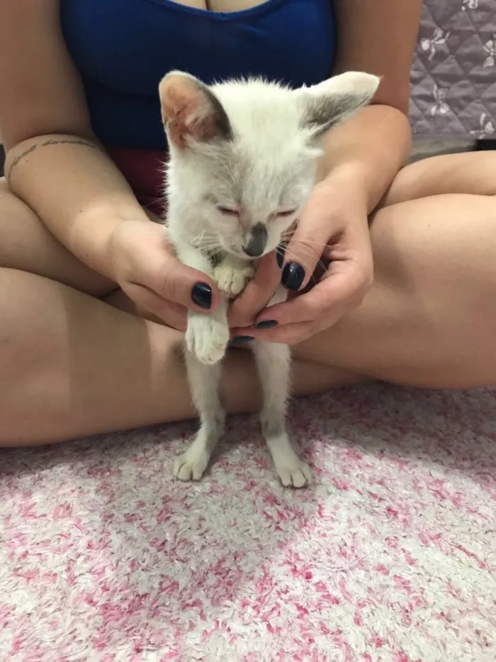 Gato ra a SRD (sem raça definida)  idade 2 a 6 meses nome Maria Eugênia 