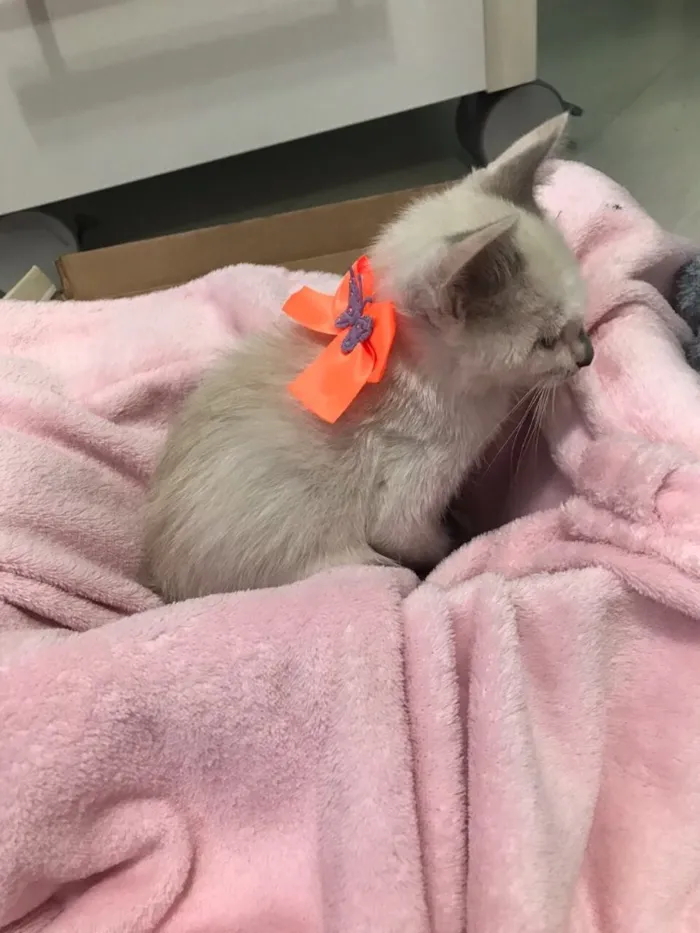 Gato ra a SRD (sem raça definida)  idade 2 a 6 meses nome Maria Eugênia 