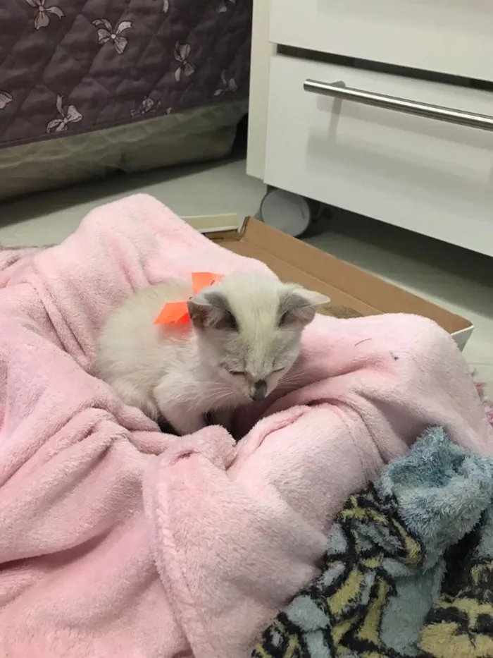 Gato ra a SRD (sem raça definida)  idade 2 a 6 meses nome Maria Eugênia 