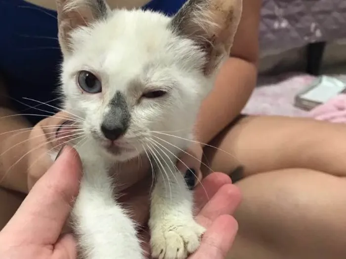 Gato ra a SRD (sem raça definida)  idade 2 a 6 meses nome Maria Eugênia 