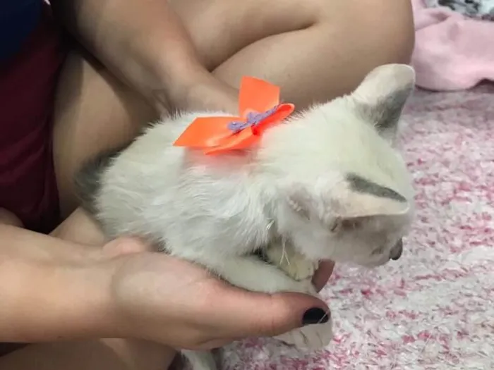 Gato ra a SRD (sem raça definida)  idade 2 a 6 meses nome Maria Eugênia 