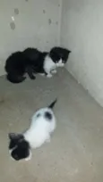 Mãe e bebês