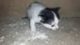 Mãe e bebês