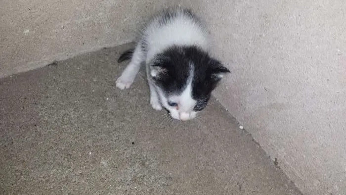 Gato ra a  idade  nome Mãe e bebês
