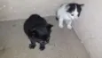 Mãe e bebês