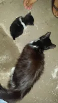 Mãe e bebês