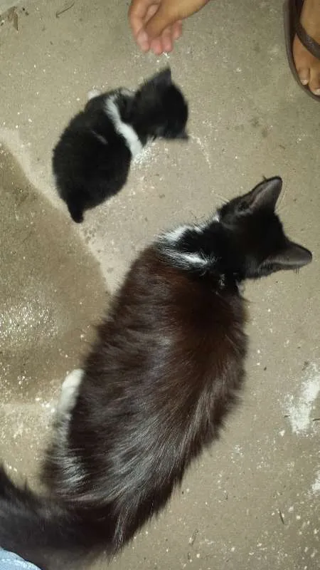 Gato ra a  idade  nome Mãe e bebês