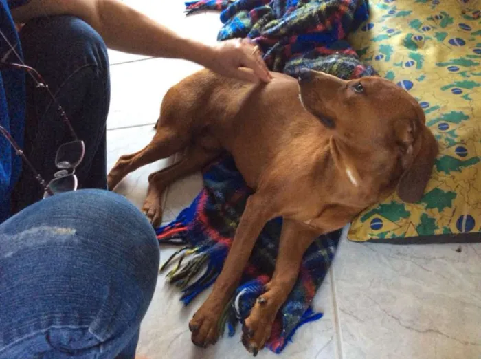 Cachorro ra a Basset-Cofap idade 1 ano nome Itilinha