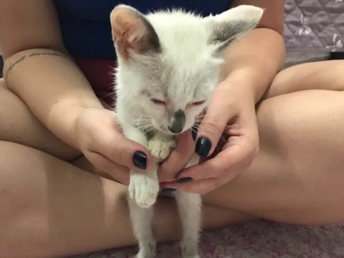 Gato ra a SRD (sem raça definida)  idade 2 a 6 meses nome Maria Eugênia 