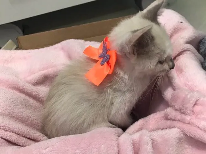 Gato ra a SRD (sem raça definida)  idade 2 a 6 meses nome Maria Eugênia 