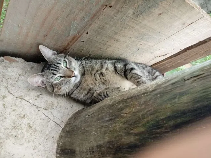 Gato ra a SRD idade 7 a 11 meses nome Hassan