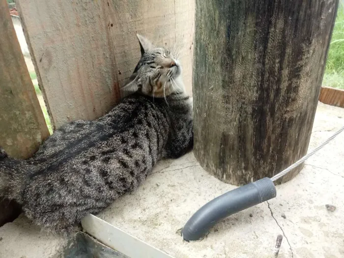 Gato ra a SRD idade 7 a 11 meses nome Hassan