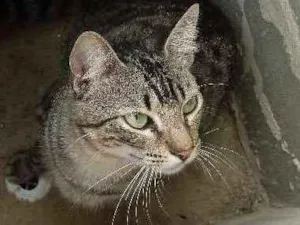 Gato raça SRD idade 7 a 11 meses nome Hassan