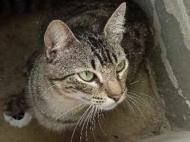 Gato ra a SRD idade 7 a 11 meses nome Hassan