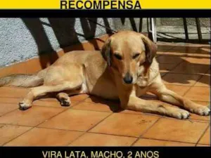 Cachorro raça Vira-lata idade 2 anos nome Pincel