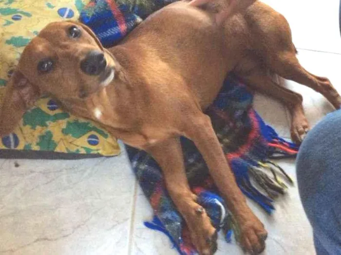 Cachorro ra a Basset-Cofap idade 1 ano nome Itilinha