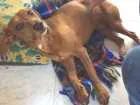 Cachorro raça Basset-Cofap idade 1 ano nome Itilinha