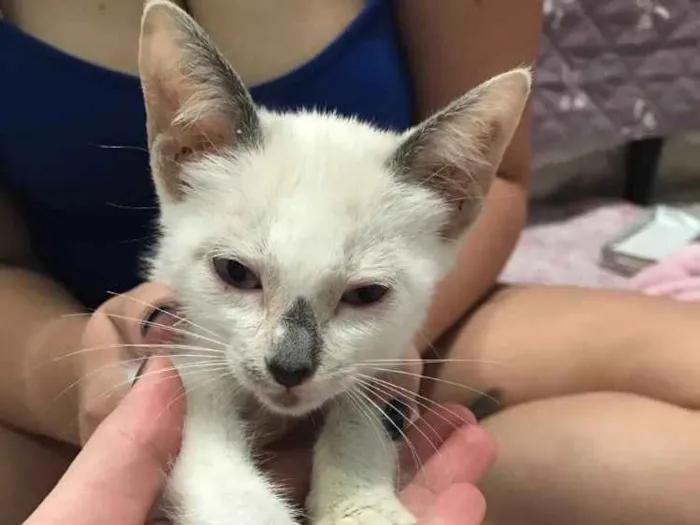 Gato ra a SRD (sem raça definida)  idade 2 a 6 meses nome Maria Eugênia 