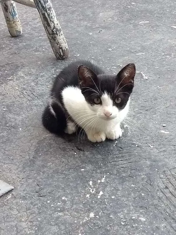 Gato ra a SRD idade 2 a 6 meses nome Lili