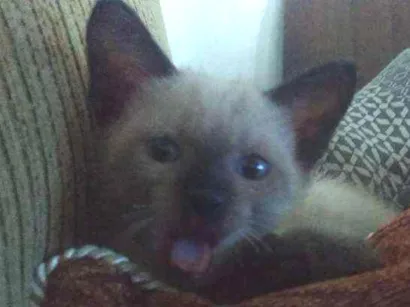 Gato raça  idade Abaixo de 2 meses nome Sem Nome