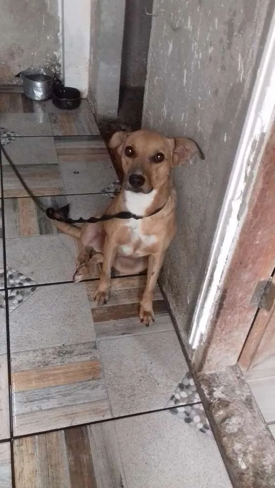 Cachorro ra a SRD idade 3 anos nome Marrone