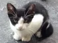 Lili