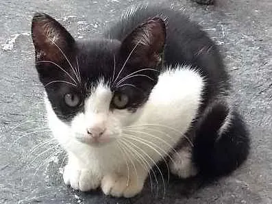 Gato ra a SRD idade 2 a 6 meses nome Lili
