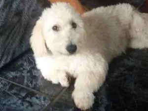 Cachorro raça Poodle mestiça  idade  nome "Branquinha"