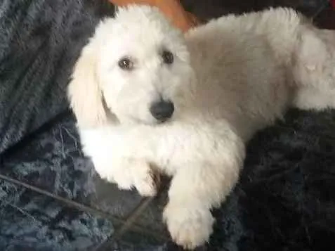 Cachorro ra a Poodle mestiça  idade  nome "Branquinha"