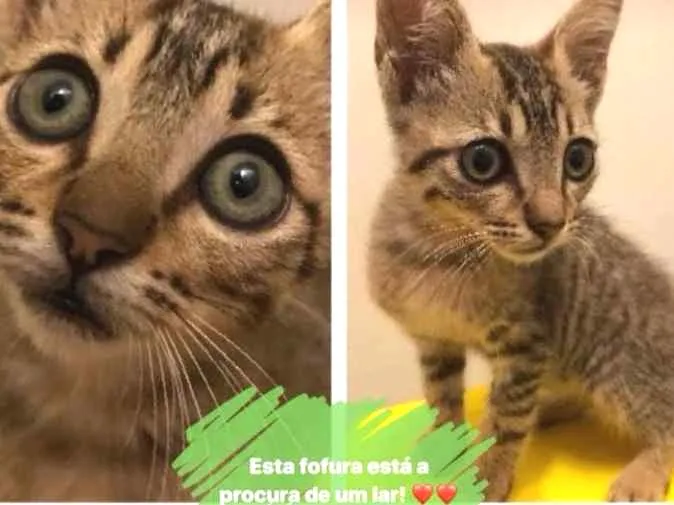 Gato ra a Felino idade Abaixo de 2 meses nome Malhado