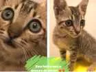 Gato raça Felino idade Abaixo de 2 meses nome Malhado