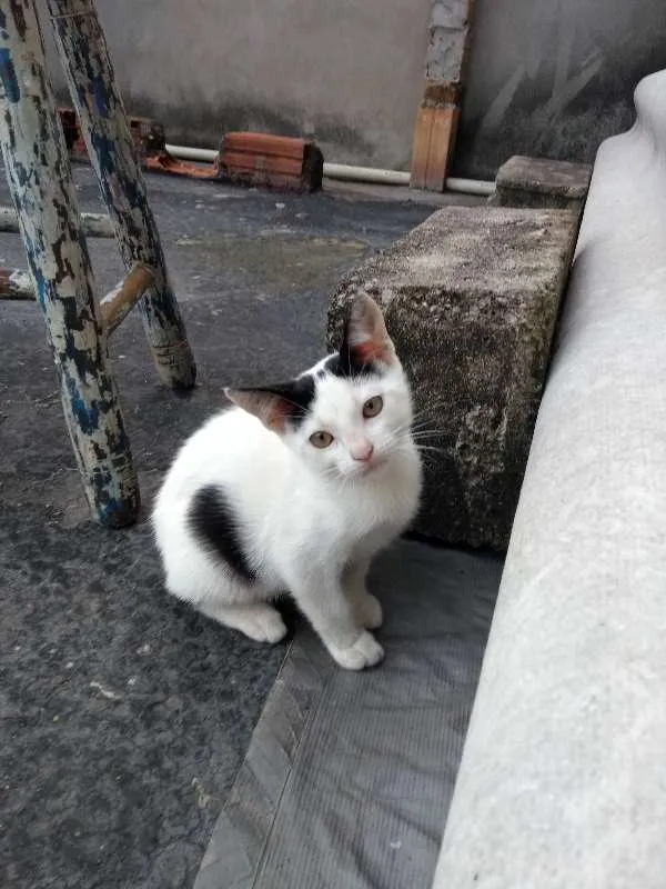 Gato ra a SRD idade 2 a 6 meses nome Lucy