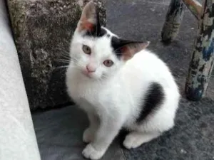 Gato raça SRD idade 2 a 6 meses nome Lucy