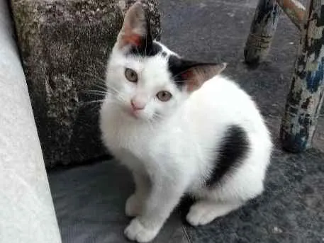 Gato ra a SRD idade 2 a 6 meses nome Lucy