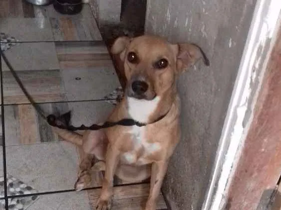 Cachorro ra a SRD idade 3 anos nome Marrone