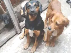 Cachorro raça labrador  idade 2 a 6 meses nome malu