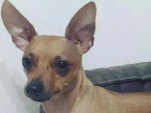 Cachorro raça Pinscher  idade 2 anos nome Rocky