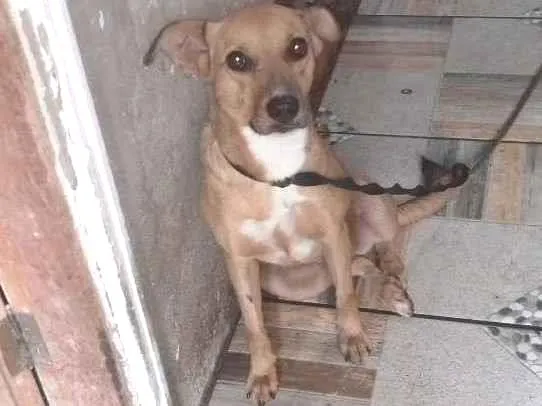 Cachorro ra a SRD idade 3 anos nome Marrone