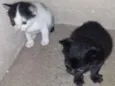 Mãe e bebês