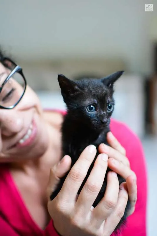 Gato ra a  idade 2 a 6 meses nome Filhotes
