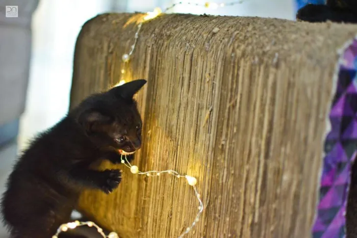 Gato ra a  idade 2 a 6 meses nome Filhotes