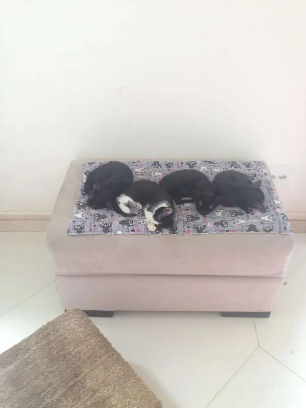 Gato ra a  idade 2 a 6 meses nome Filhotes