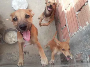 Cachorro raça Sem raça definida  idade 2 a 6 meses nome Scoob pipoca Rex