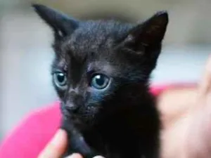Gato raça  idade 2 a 6 meses nome Filhotes