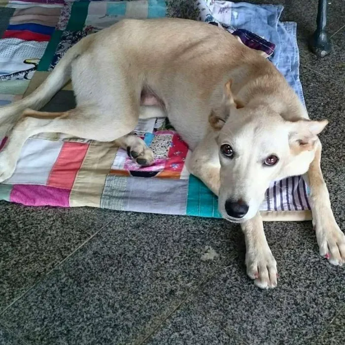 Cachorro ra a SRD idade 7 a 11 meses nome Meg