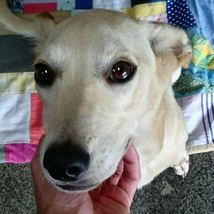 Cachorro ra a SRD idade 7 a 11 meses nome Meg