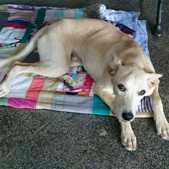Cachorro ra a SRD idade 7 a 11 meses nome Meg